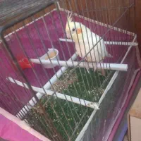 عروس هلندی یک جفت فنچ