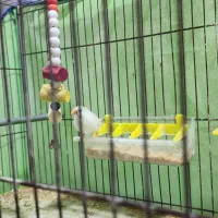 فنچ