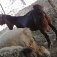 بزبیگ