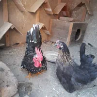 خروس مرغ جاپنیز و کوشین|حیوانات مزرعه|قرق, |دیوار