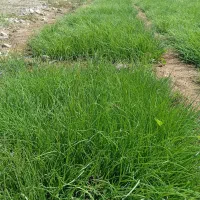 فروش پیاز در منطقه سرگز احمدی|خدمات باغبانی و درختکاری|احمدی, |دیوار