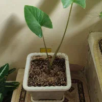 گل بابا آدم|گل و گیاه طبیعی|روانسر, |دیوار