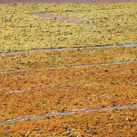 کشمش سبزه انگوری(دودی) و تیزآبی|حراج|ملایر, |دیوار