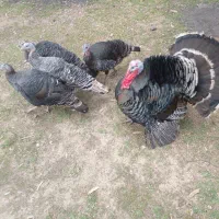 بوقلمون تخم گذار