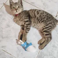 واگذاری رایگان|گربه|گرگان, |دیوار