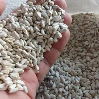 خریدو فروش گلرنگ، ارزن(الم)