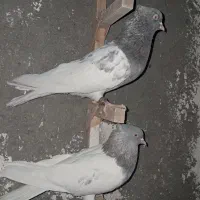 کله الماسی نروماده
