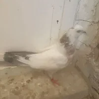 کبوتر گرفتنی|پرنده|ارومیه, |دیوار