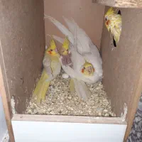 جوجه عروس هلندی|پرنده|گرگان, |دیوار