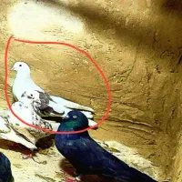 کفتر درج یک  تقدیم به عشق بازه ها|پرنده|رودشت (چهارمحال و بختیاری), |دیوار