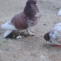 3عدد کبوتر حبش و1تک سفید ماده