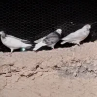 کفتر|پرنده|اراک, |دیوار