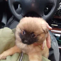 سگ پامر خیلی خیلی بازیگوش...|سگ|مشهد, کوی سیدی|دیوار