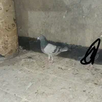 کبوتر