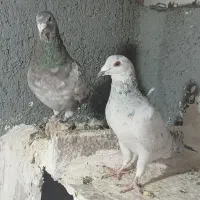 کبتور جوجه گیری|پرنده|شیروان (خراسان), |دیوار