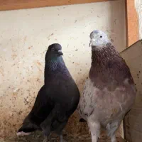 کبوتر جفت کنی