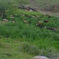 خرید وفروش دام|حیوانات مزرعه|هشتگرد, هشتگرد قدیم|دیوار