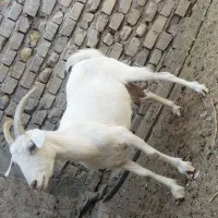 بز ابستن