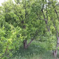 ویلاباغ دارای مجوز ساخت وبرق براسفالت|فروش خانه و ویلا|ارومیه, |دیوار