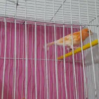 سه عددقناری|پرنده|مشهد, رده|دیوار