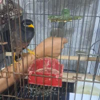 مینا رام چند کلمه صحبت میکند