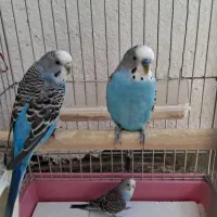 مرغ عشق