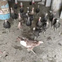 بوقلمو مولد|حیوانات مزرعه|کرج, آتشگاه|دیوار