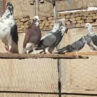 کفترزیبا تماشای|پرنده|اسلام‌شهر, باغ فیض|دیوار