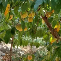 375متر-زمین-مسکونی-سند-تک-برگ-غرب-استان-تهران
