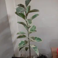 گل و گیاه و کاکتوس