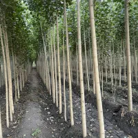 نهال صنــوبر انتخاب حرفهایها برای سود بلندمدت