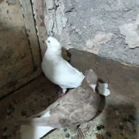 کبوتر مشکی دم سفید و سفید قزوینی و پولکی|پرنده|مشهد, توس (بلوار توس)|دیوار