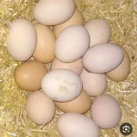 تخم مرغ رسمی شانه ای580/000