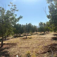 فروش-باغ-گردو