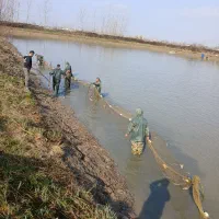 خرید و فروش ماهی کپور امور فیتوفاک و بیگهد|ماهی|رشت, بازار|دیوار