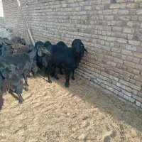 قوچ هترو قره قزل آس|حیوانات مزرعه|باغ حلی, |دیوار