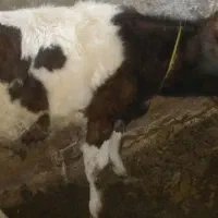 گاو گوساله نر|حیوانات مزرعه|نظر کهریزی, |دیوار