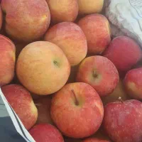 سیب استخوانی|خوردنی و آشامیدنی|قیدار, |دیوار