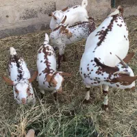 بزصلاله 4قلوزا اصیل