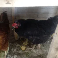 مرغ بومی تخم گذار