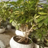 کافه گل ها|گل و گیاه طبیعی|کرج, اصفهانی‌ها|دیوار