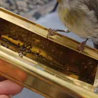 سهره قناری دستی|پرنده|فردیس, شهرک ناز|دیوار