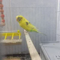 مرغ عشق ماده