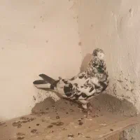 کفتر سینه و سوسکی|پرنده|بیرجند, |دیوار
