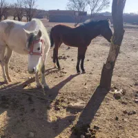 اسب سفید|اسب و تجهیزات اسبسواری|سلیمان, |دیوار