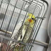 عروس هلندی|پرنده|ری, دولت‌آباد|دیوار