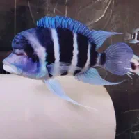 گله ۸ عددی فرانتوزا بالغ بروندی