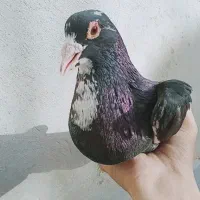 ماده پلنگ جونگ|پرنده|ماهان, |دیوار