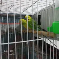 ۴۰۰تومان|پرنده|گلبهار, شهر جدید گلبهار|دیوار