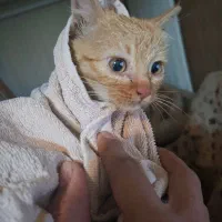 واگذاری گربه